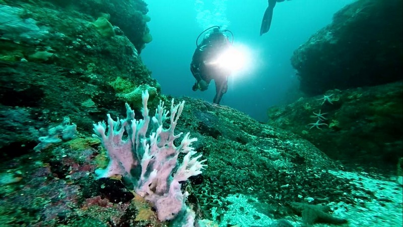 Fotografía 13 de Buceo en Pucon - Ecodivers Pucon en Pucon, Araucania