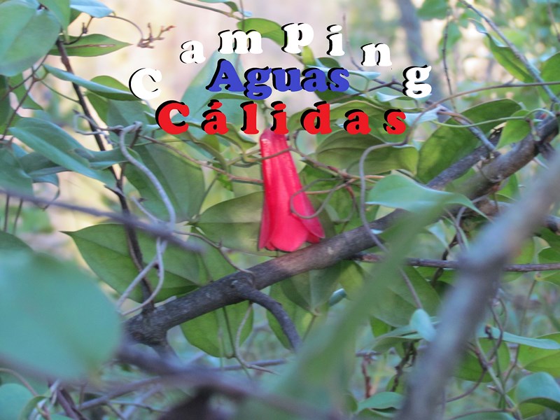 Camping aguas Cílidas en Linares, Maule