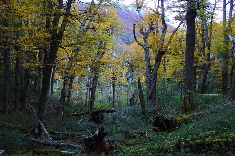 Fotografía 12 de Excursiones Carpintero Negro Aventuras en Futaleufu, Los Lagos