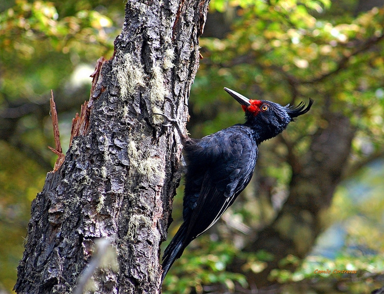 Fotografía 2 de Excursiones Carpintero Negro Aventuras en Futaleufu, Los Lagos
