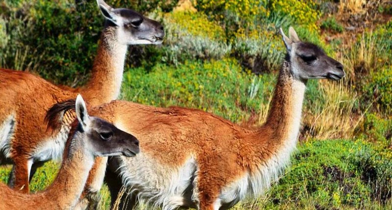 Fotografía 8 de Operador turístico de la Patagonia Chilena en Punta Arenas, Magallanes