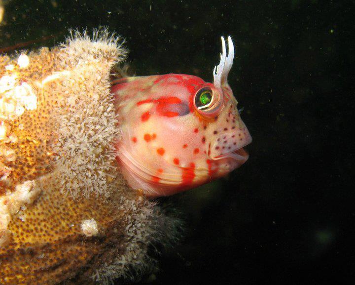 Fotografía 12 de Buceo en Iquique en Iquique, Tarapaca