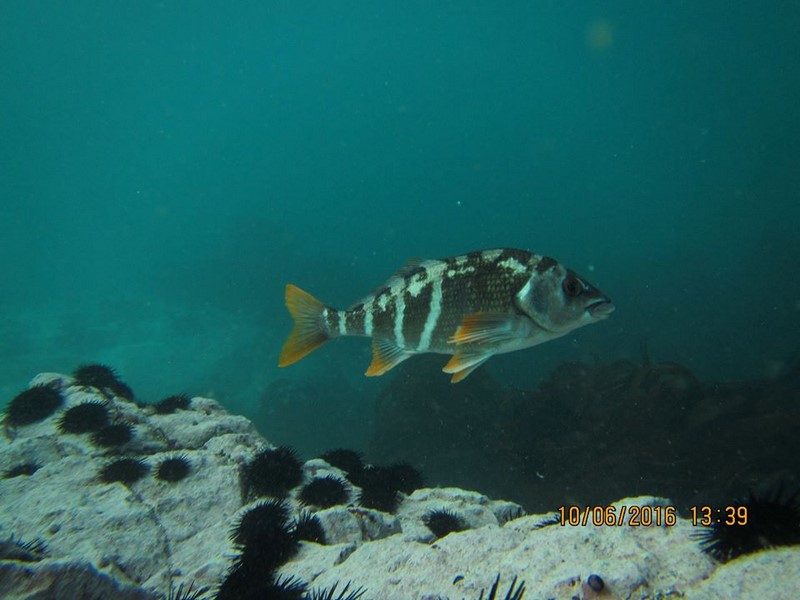Fotografía 20 de Buceo en Iquique en Iquique, Tarapaca