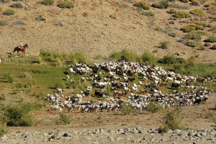 Fotografía 9 de Cabalgatas sur de chile en Coihueco, Bio Bio