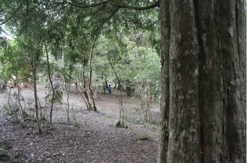 Fotografía 5 de Camping en la Araucanía en Pucon, Araucania