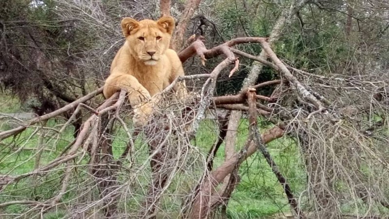 Fotografía 10 de Entre la Naturaleza y los Animales en Quillon, Bio Bio