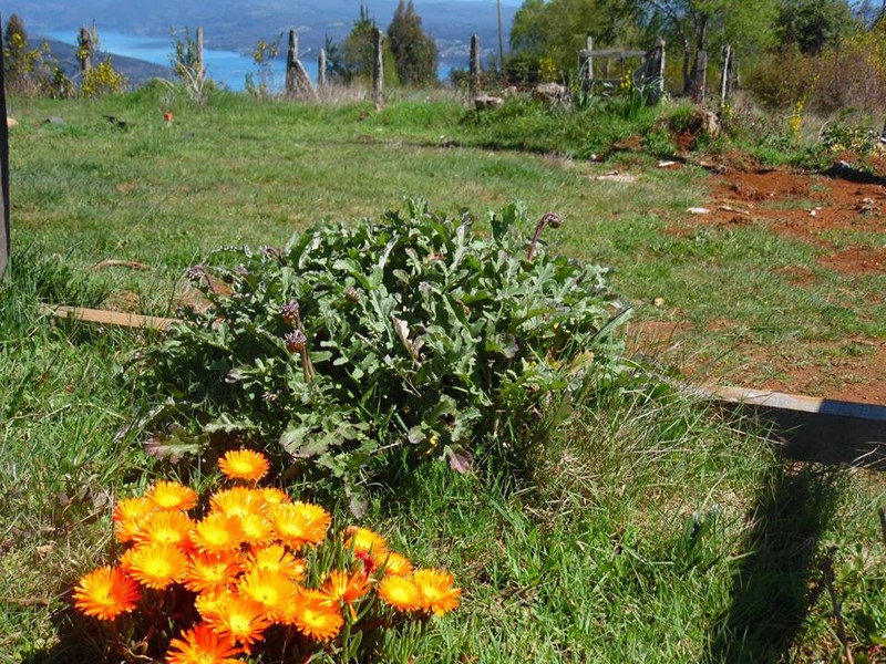 Fotografía 19 de Circuito Lago Lleu Lleu- Lanalhue en Contulmo, Bio Bio