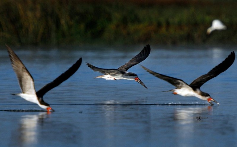 Fotografía 14 de birdwatching mas alojamiento Humedal de Mantagua en Quintero, Valparaiso