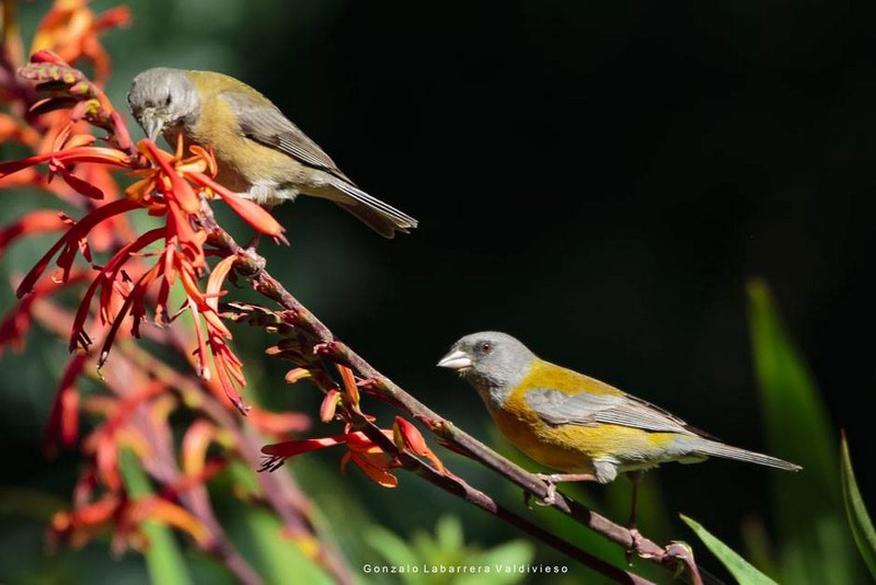 Fotografía 17 de birdwatching mas alojamiento Humedal de Mantagua en Quintero, Valparaiso