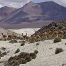 Tour Operador Etnovivencial en Parque Nacional Lauca en Putre, Arica Y Parinacota