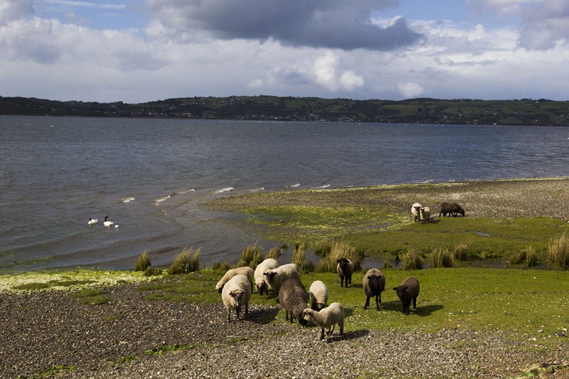 Fotografía 2 de Cabañas Zarapito en Quellon, Los Lagos