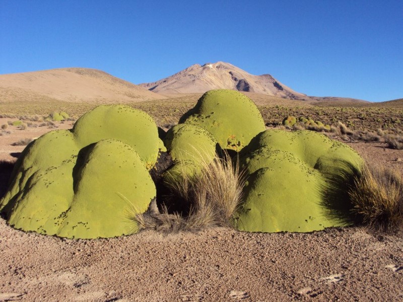 Fotografía 9 de Tour Operador Norte de Chile en Arica, Arica Y Parinacota