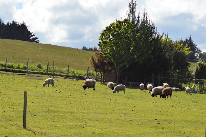Fotografía 11 de Casa Libelle, Frutillar Bajo en Frutillar, Los Lagos