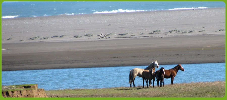 Fotografía 20 de Camping familiar privado en playas de Iloca, Curico, Talca, región del Maule en Licanten, Maule