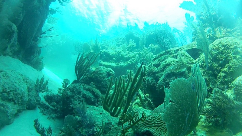 Fotografía 17 de Cursos de Buceo en Bahia Inglesa en Copiapo, Atacama