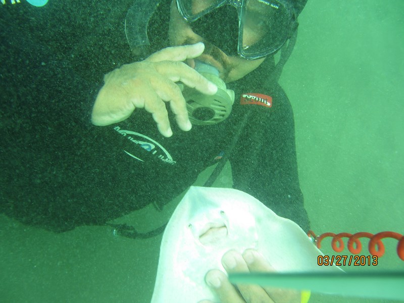 Fotografía 6 de Buceo Deportivo Guiados en Iquique en Iquique, Tarapaca