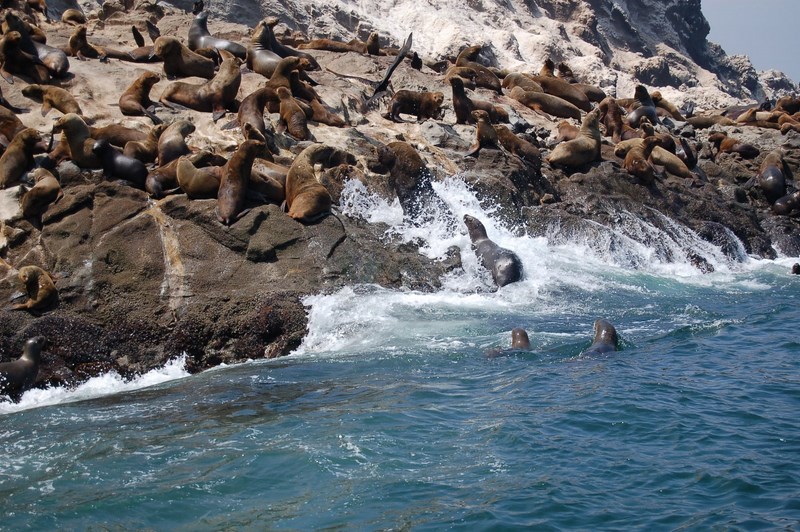 Fotografía 7 de Pelagic Trips Chile en Arica, Arica Y Parinacota