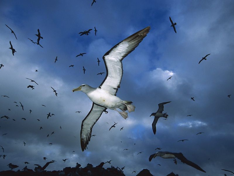 Fotografía 8 de Pelagic Trips Chile en Arica, Arica Y Parinacota