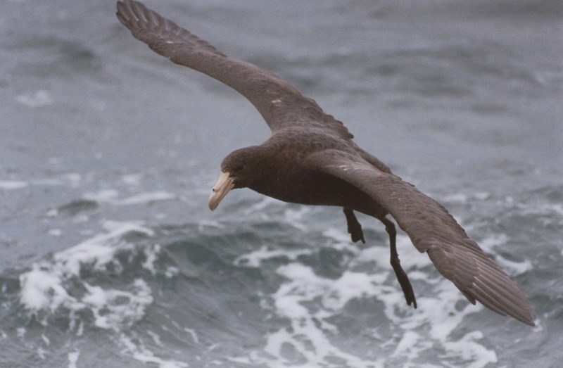 Fotografía 9 de Pelagic Trips Chile en Arica, Arica Y Parinacota