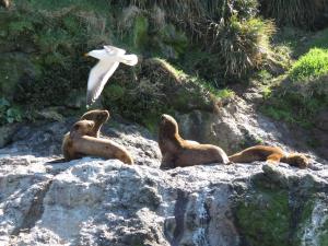Chiloe Austral Turismo & Aventura en Ancud, Los Lagos