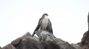 Tour quebrada El Mídano (pictogramas) y reserva Paposo (Birdwatching) en Antofagasta, Antofagasta