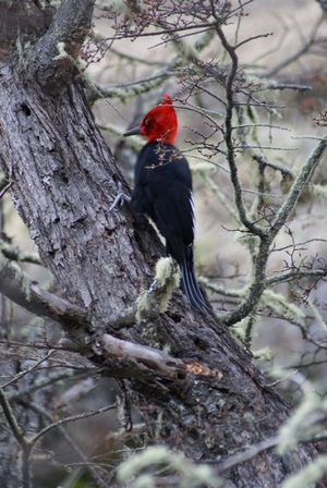 Birdwatching en Patagonia Chilena en Ohiggins, Aysen