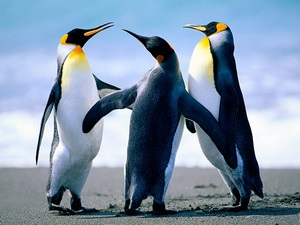 Operador Turistico Patagonia Chilena y Argentina en Punta Arenas, Magallanes