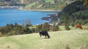 Cabañas en Chiloe, Yutuy en Castro, Los Lagos