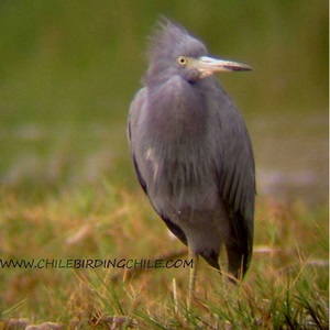 Birdwatching en Patagonia, Chile en Aysen, Aysen