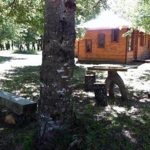 Visita Conguillio desde Melipeuco. Acogedora cabaña, entorno natural. en Melipeuco, Araucania