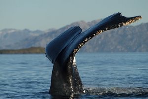 Agencia de Viajes y Transporte en Punta Arenas, Magallanes