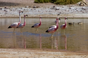 Trekking Machuca - Rio Grande en San Pedro De Atacama, Antofagasta