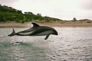 Tour Nauticos maritimos sur de chile en Puerto Montt, Los Lagos
