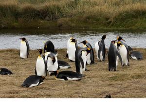 Patagonia un Destino Inolvidable en Punta Arenas, Magallanes