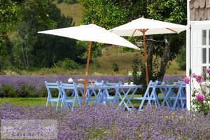 Lavanda Casa de Te, Frutillar en Frutillar, Los Lagos