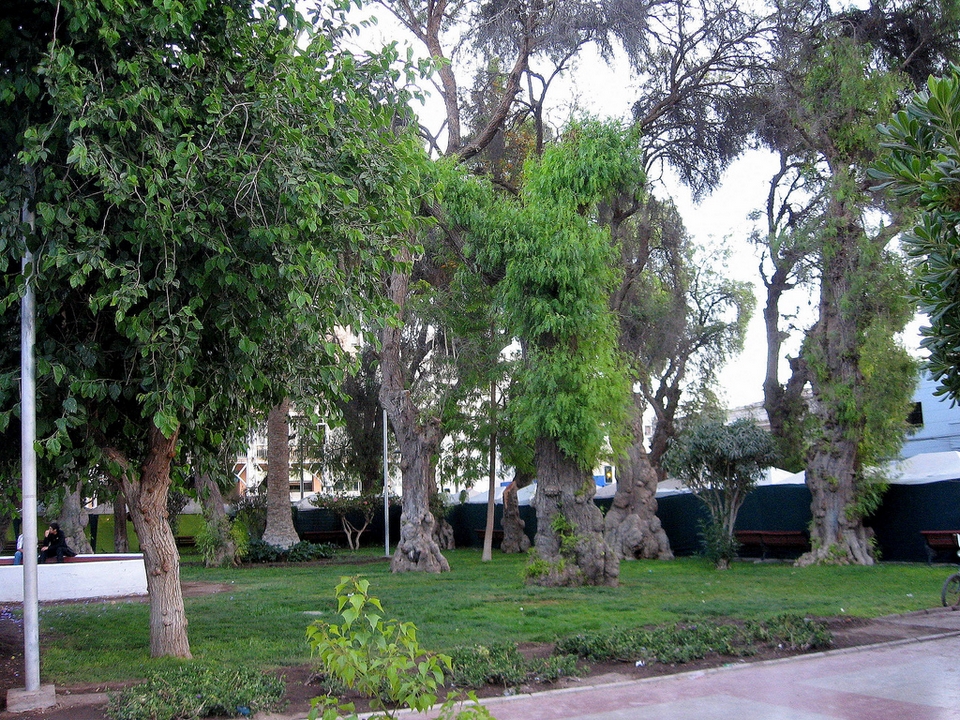 Copiapo