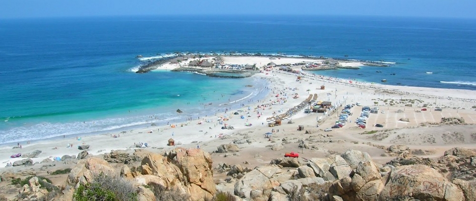 Totoralillo