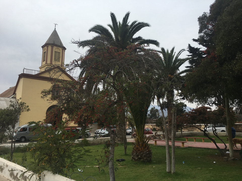 Algarrobito