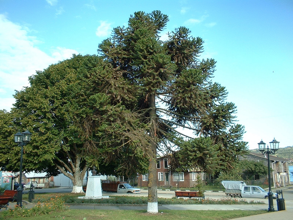 Dalcahue