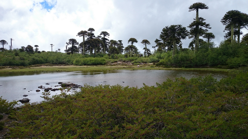 Parque Nacional Tolhuaca