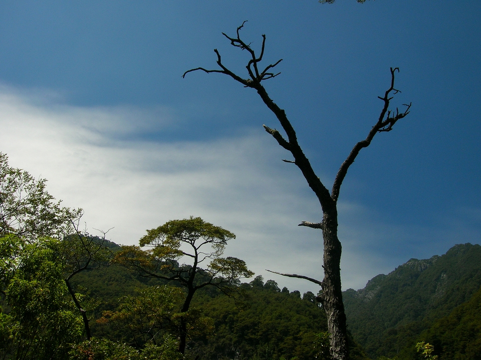 Parque Nacional Vicente Perez Rosales