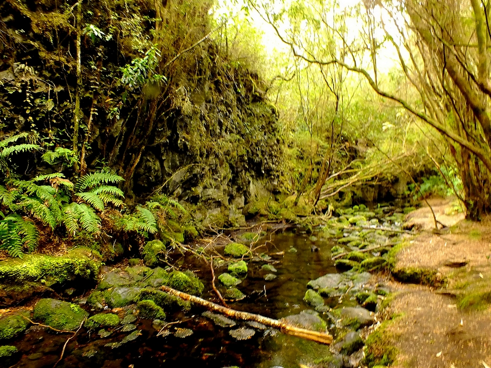 Parque Nacional Vicente Perez Rosales