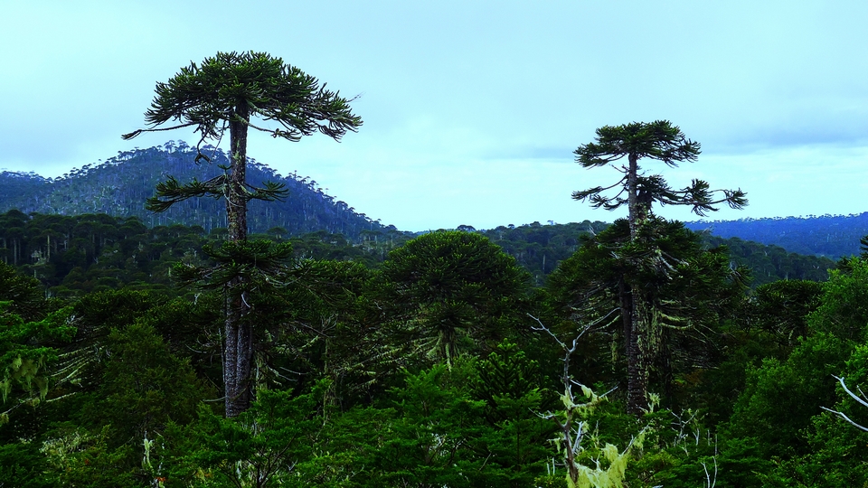 Parque Nacional Nahuelbuta