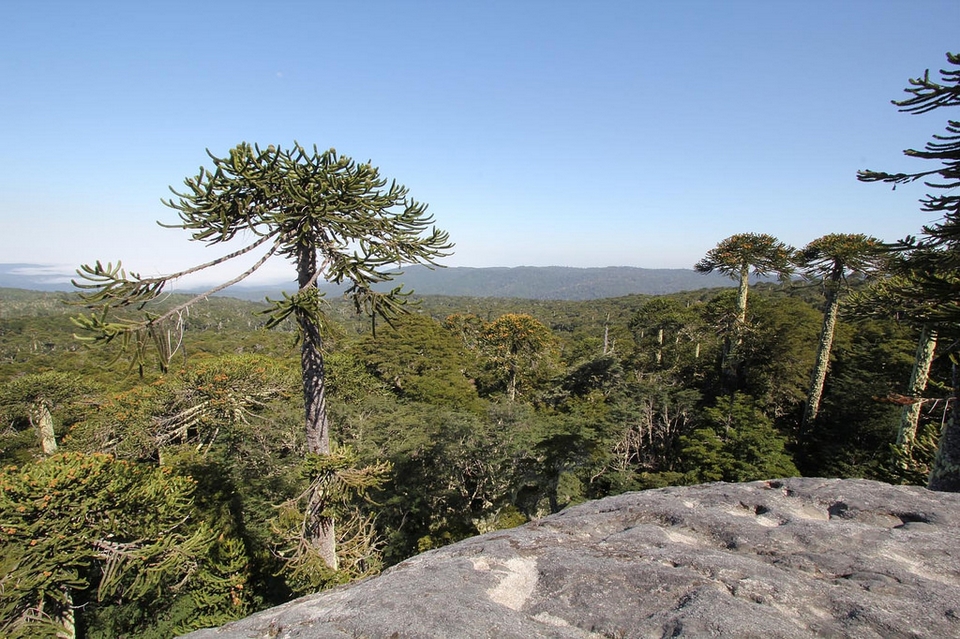 Parque Nacional Nahuelbuta