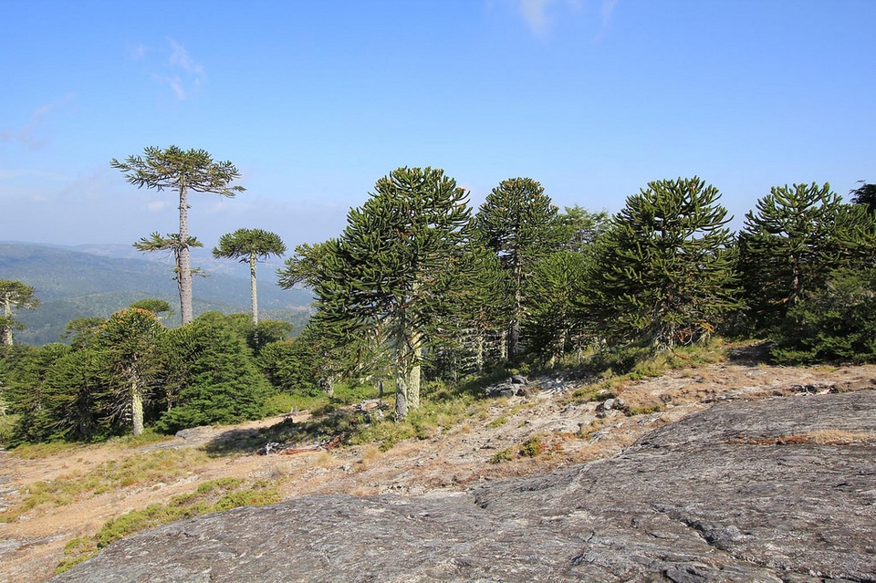 Parque Nacional Nahuelbuta