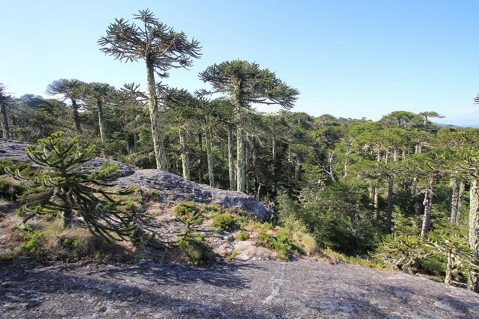 Parque Nacional Nahuelbuta