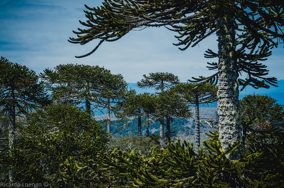 Parque Nacional Nahuelbuta
