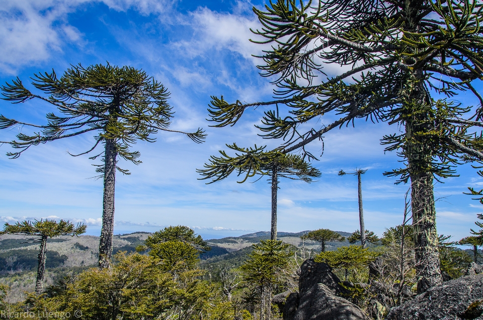 Parque Nacional Nahuelbuta