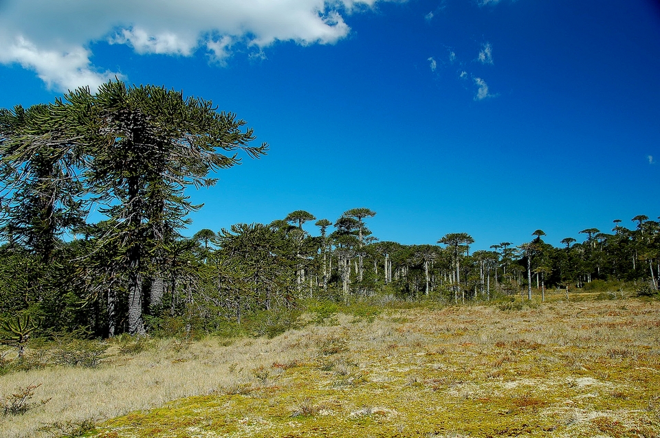Parque Nacional Nahuelbuta