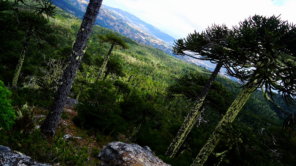 Parque Nacional Nahuelbuta